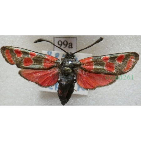 Zygaena carniolica (Scopoli, 1763) Kraśnik rzęsinowiec Czech99a